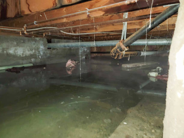 Best Water damage cleanup near me  in Bellerose Terrace, NY
